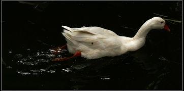 娱乐吃瓜鹅鸭视频,鹅鸭视频带你领略娱乐圈新鲜趣事